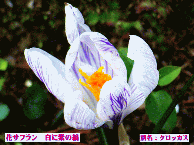 花サフラン　白に紫の縞　別名：クロッカス