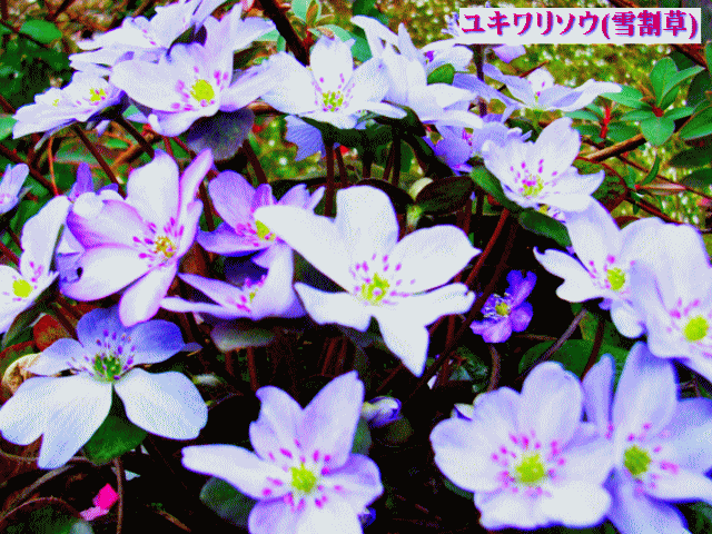 ユキワリソウ(雪割草)  薄紫