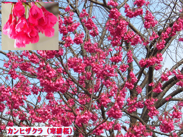 カンヒザクラ（寒緋桜）  切れこみのある下向きの花