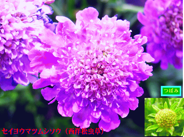 セイヨウマツムシソウ（西洋松虫草）スカビオサ　桃紫