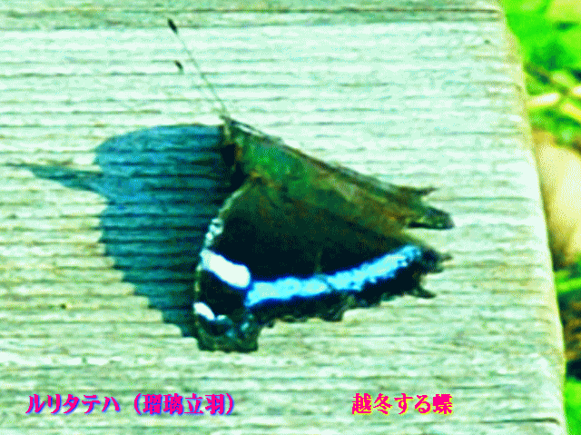 ルリタテハ（瑠璃立羽）　越冬する蝶