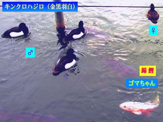 錦鯉のゴマちゃんとキンクロハジロ（金黒羽白）♂♀