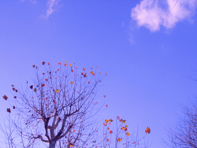 鈴懸の樹（すずかけのき＝プラタナス）◆春の空 