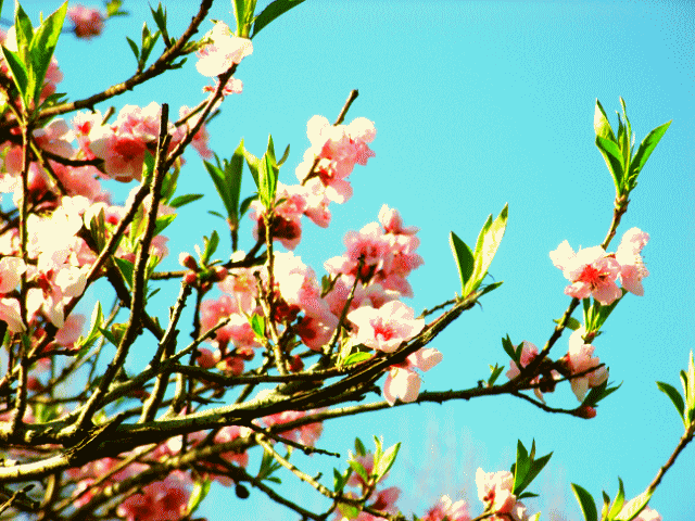 桃（もも) の花と葉