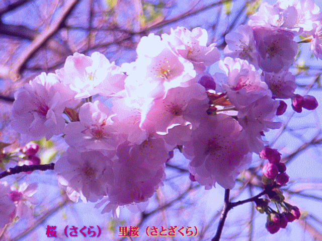 里桜（さとざくら）　たかさご