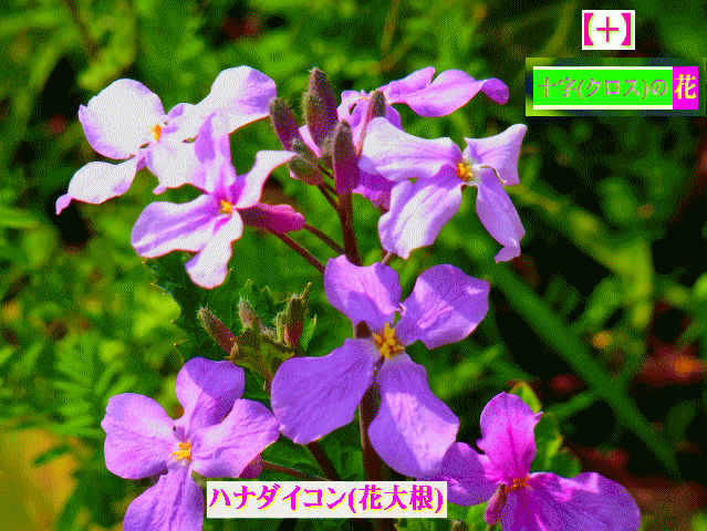 ハナダイコン(花大根) 紫　＝諸葛菜（しょかっさい）