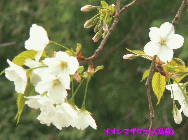 オオシマザクラ(大島桜)　 葉と花がいっしょに咲く 桜