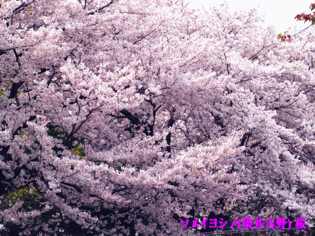 ソメイヨシノ(染井吉野) 桜（さくら）