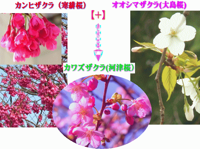大島桜と寒緋桜の〔自然交雑種〕が、河津桜