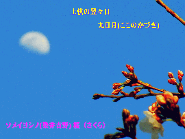 桜と夕月　◎九日月とソメイヨシノ(染井吉野)　桜　◆春の空