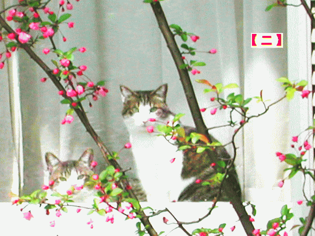 花越しの窓べで【日光浴】のネコ（猫)親子