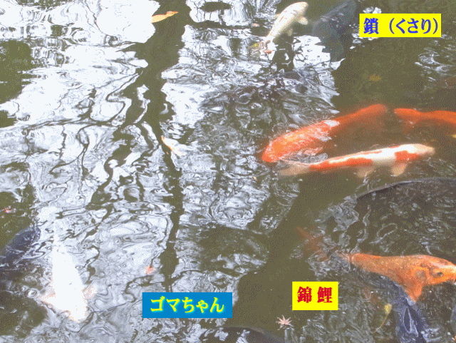 白い錦鯉のゴマちゃんと鎖、赤い緋鯉（ひごい）たち