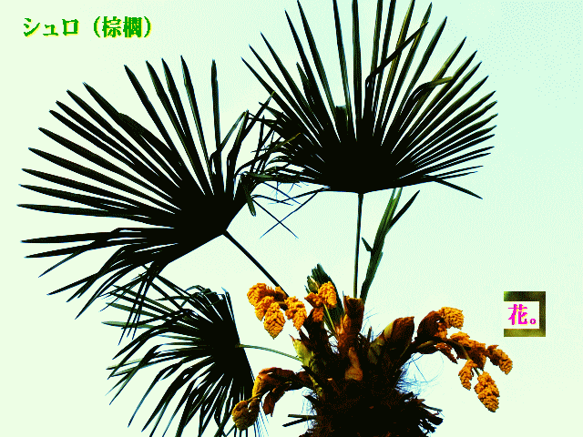 シュロ（棕櫚）花　 ヤシ（椰子）科の常緑高木