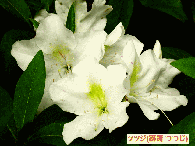 オオムラサキツツジ　白花　ツツジ(躑躅)