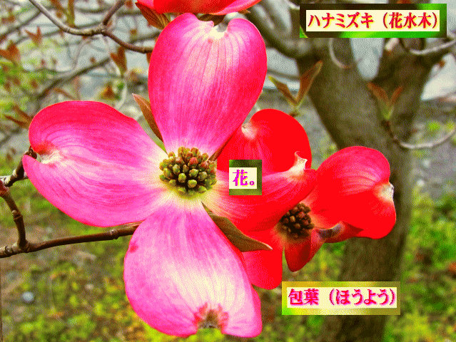 ハナミズキ（花水木）　緑の花　ピンクの【包葉】