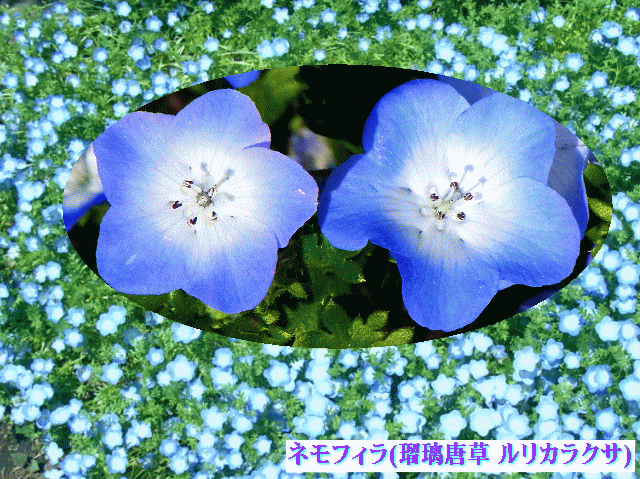 ネモフィラ(瑠璃唐草 ルリカラクサ) 　青い花