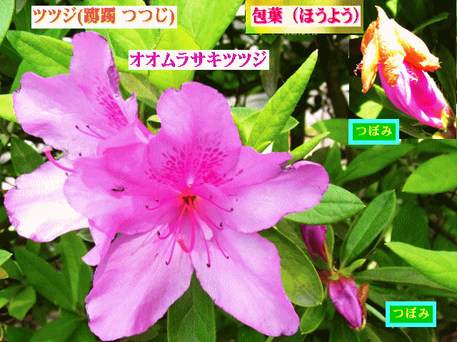 オオムラサキツツジ　花　蕾と【包葉】 ツツジ(躑躅)