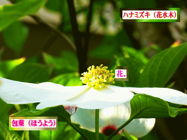 ハナミズキ（花水木）　緑の花の開花　白い【包葉】