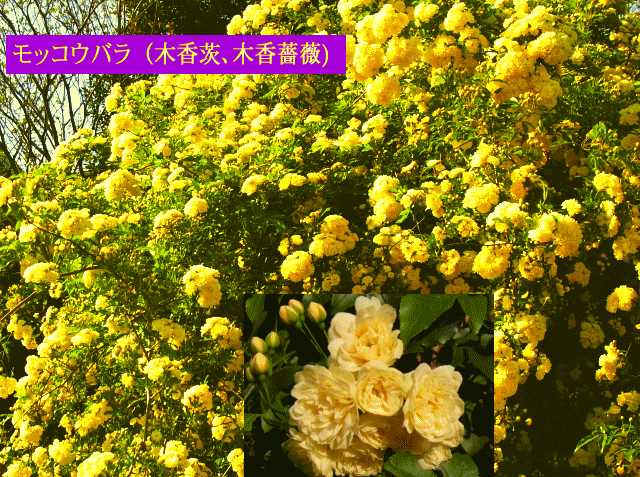 モッコウバラ（木香茨､木香薔薇) 黄の蔓薔薇