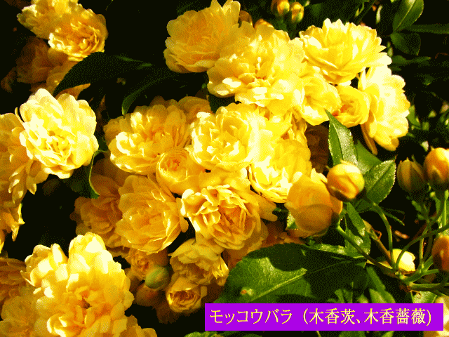 モッコウバラ（木香茨､木香薔薇) 黄の蔓薔薇