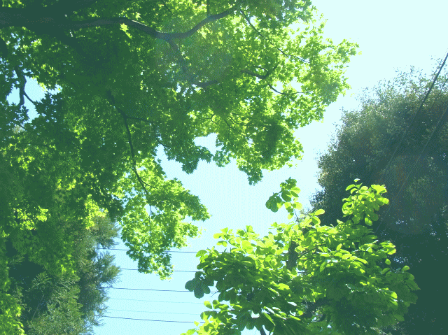 新緑　◆初夏の空