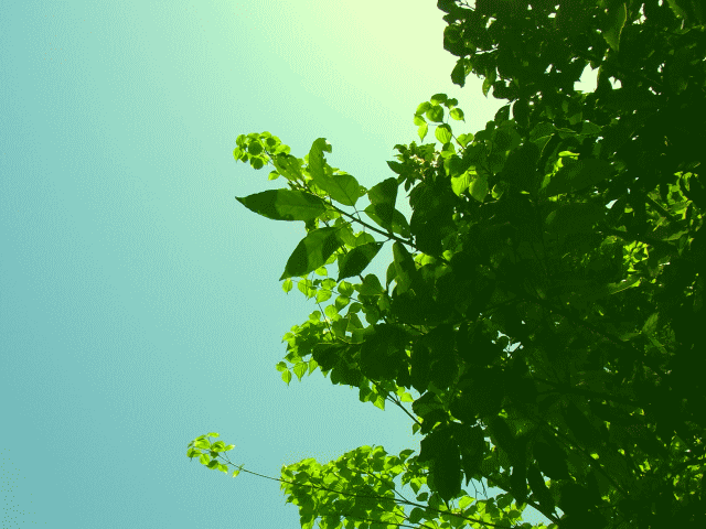 新緑 ◆初夏の空