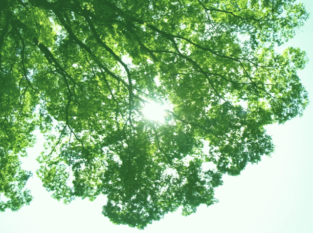 木洩れ日 新緑 ◆初夏の空