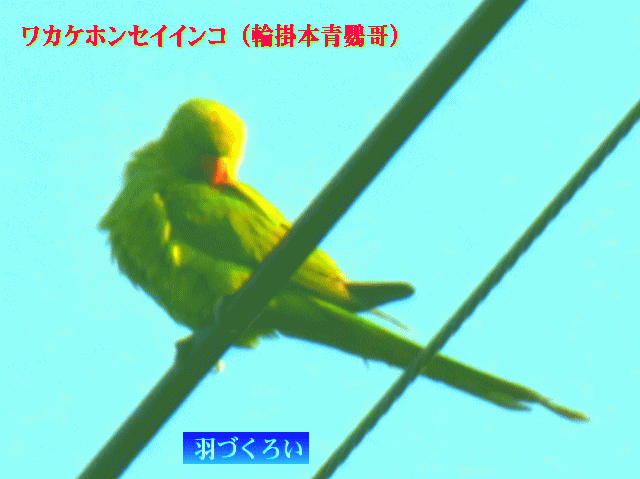 緑のワカケホンセイインコ（輪掛本青鸚哥）羽づくろい電線の上