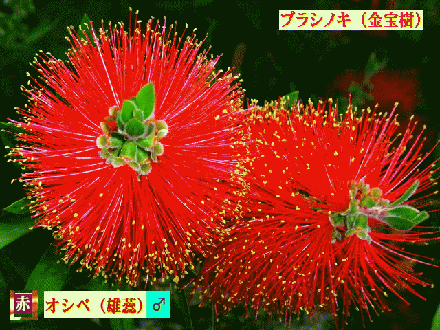 ブラシノキ（金宝樹）　赤く長いオシベ（雄蕊♂）