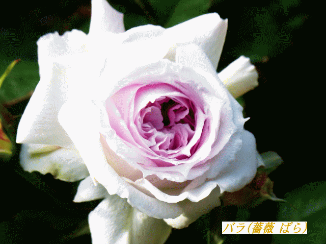 バラ(薔薇)　中央が薄紫の白い花　大輪