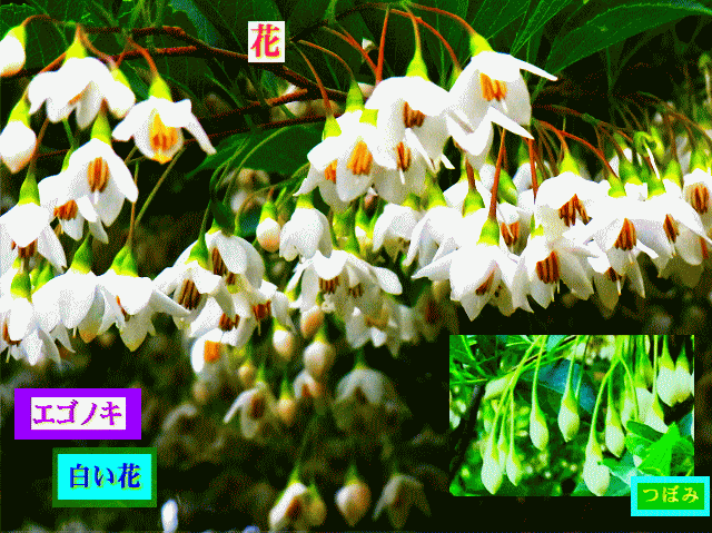 エゴノキ　涙型の白い蕾と、白い花　
