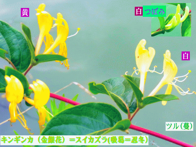 #21☆銀から金へ咲く→キンギンカ（金銀花）＝スイカズラ(忍冬）