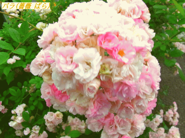 バラ(薔薇)-4 薄桃　ミニ　蔓薔薇