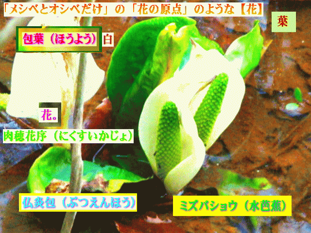 ミズバショウ（水芭蕉）[緑の肉穂花序]白い【包葉】仏炎包