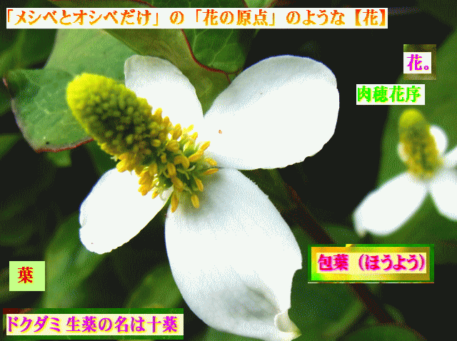 ドクダミ 別名：十薬　黄色の[肉穂花序]  白い【包葉】