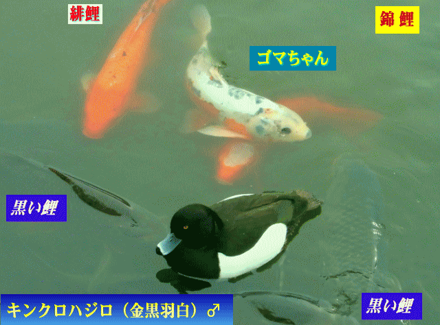 渡り鳥の金黒羽白と錦鯉の緋鯉ゴマちゃん-真鯉たち