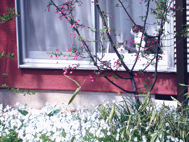 【花】越しの窓べで【日光浴】のネコ（猫)親子-4