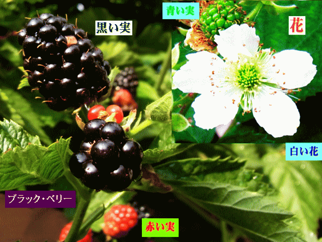 ブラック･ベリー　 白い花と青い実、黒い実