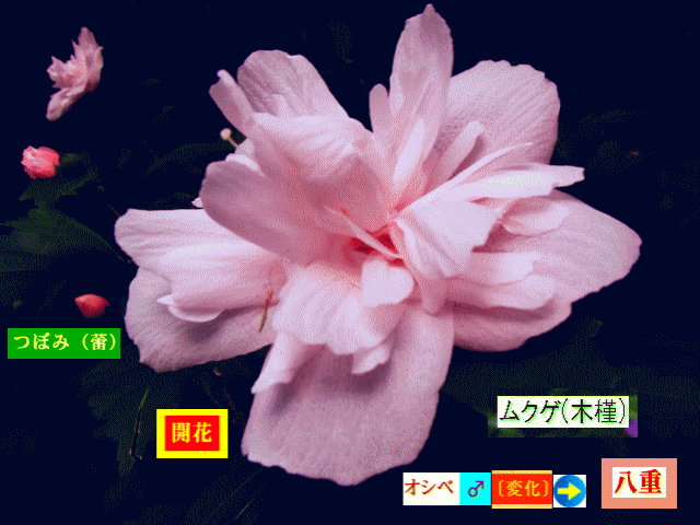 ムクゲ(木槿)  オシベ♂〔変化〕→八重咲き 薄紅