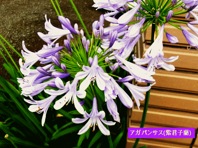 アガパンサス(紫君子蘭 むらさきくんしらん)  African lily
