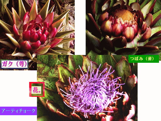アーティチョーク-2　紫の花。つぼみ（蕾）とガク（萼）