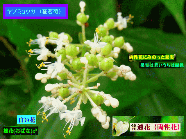 ヤブミョウガ-2 淡い緑の果実、両性花に。白い花は雄花♂