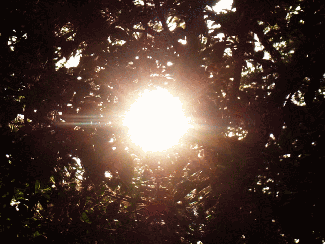 真夏の空   ◆木洩れ日