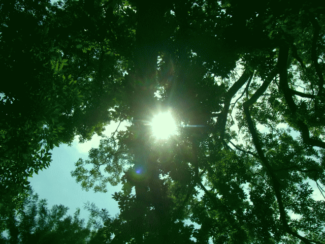 真夏の空  ◆木洩れ日