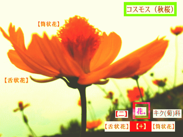 コスモス（秋桜）【舌状花】と【筒状花】キク(菊)科  黄花