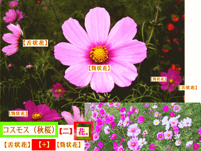 コスモス　桜色　花の中に花【二】つの花-舌状花と筒状花