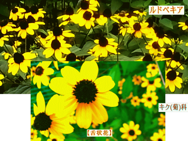 黄色い花弁  花芯が焦げ茶  ルドベキア  キク(菊)科