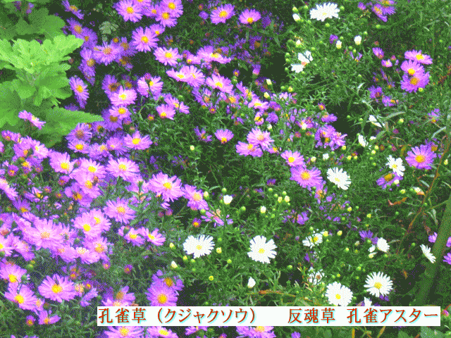 孔雀草（クジャクソウ）  反魂草  孔雀アスター 紫と白