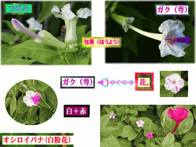 オシロイバナ(白粉花）　花はガク（萼）。包葉から開花