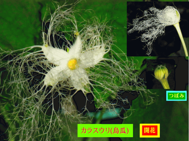 カラスウリ(烏瓜) つぼみが白い糸を放射し開花→白い花